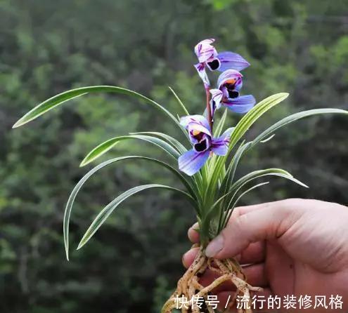  『大气』第一次见到花开紫色的兰花，叶带金边，花香四溢，建兰金边紫月荷