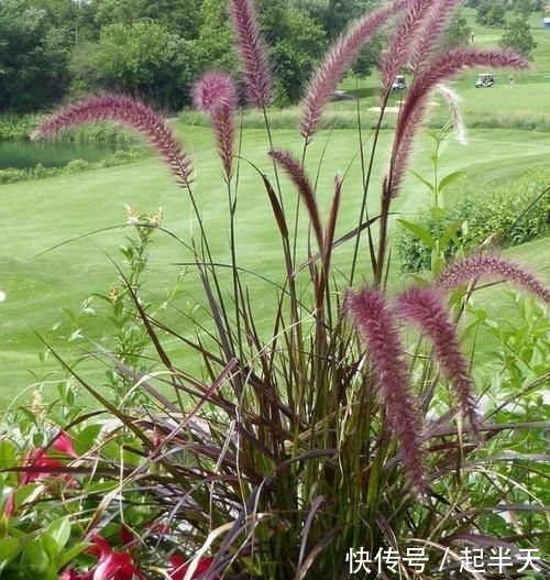 #人称#这东西,人称“血草”,名字吓人却是一“宝”,野外遇见,请珍惜