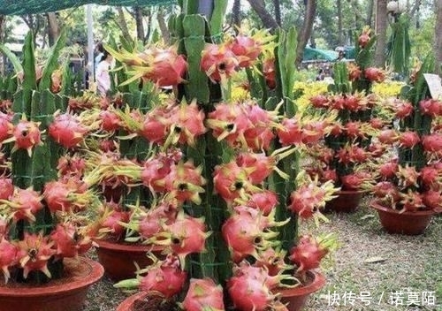  种植■胡大妈在家种“果树”，6个月长成“小盆景”，3年结出20个果，值