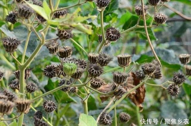农村有一种野果，价值很珍贵，对治疗耳鸣非常有效