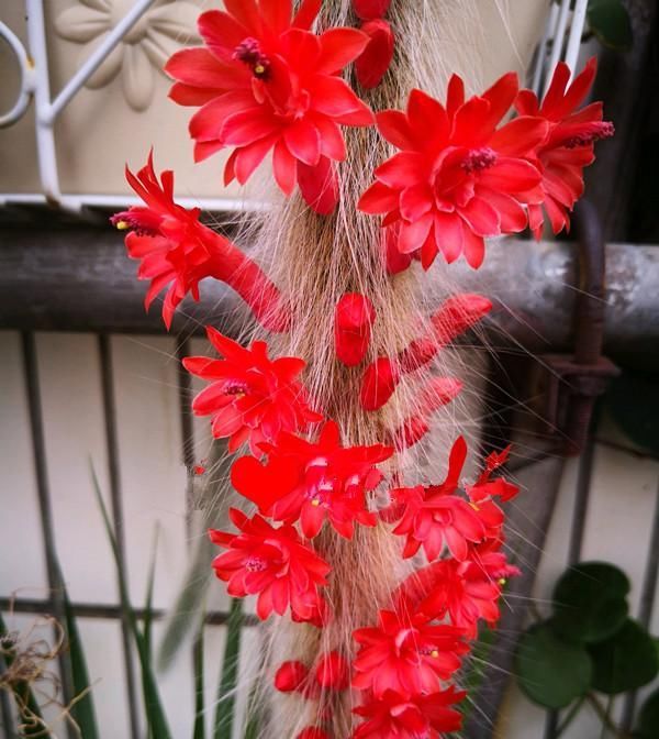 『猴尾柱』奇特植物猴尾柱,植株似猴尾,会开花,养护简单,还是盆栽佳品