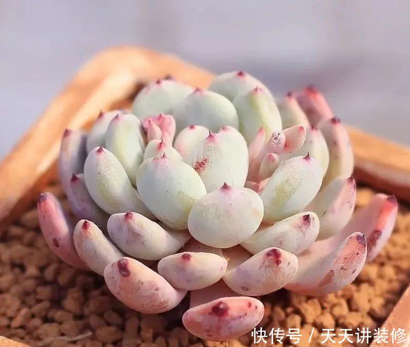 早上■问个问题,多肉植物是晚上浇水还是早上浇水?你不知道了吧?