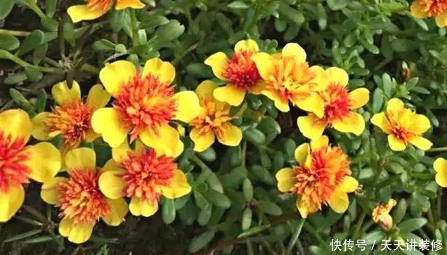  [图片作者]15种超级好养的花，不死鸟居然不是第一，“养花杀手”们试一试吧