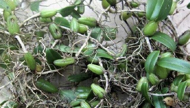  #树林#“1种草”在树林里，沿着树干生长，结出“小绿果”，甚是