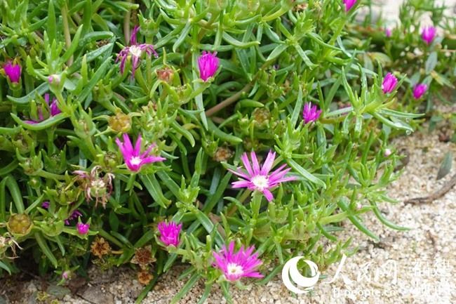  『春季』春已至花已开 厦门园林植物园多肉植物进入盛花期