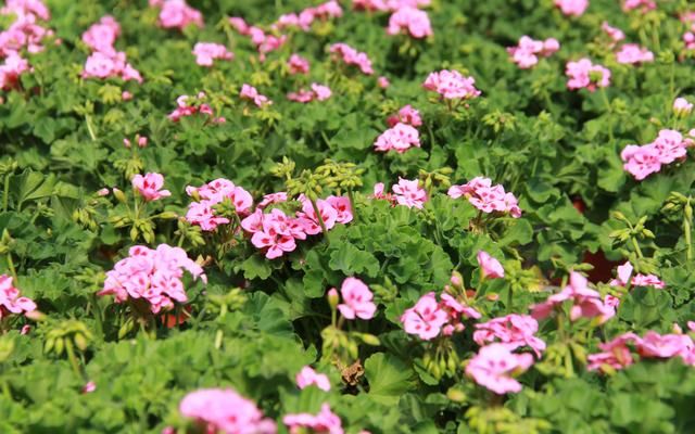  齐放：清明花卉种植忙 平谷马昌营镇百亩鲜花齐放