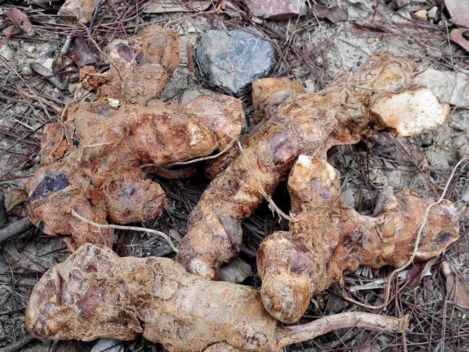 农村山里一种野草，根似人参，夏季见到别错过，30元一斤成稀罕货