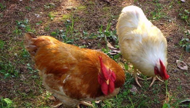  「生态」一只生态鸡卖180元，比普通鸡贵5倍，农民为啥还说生态