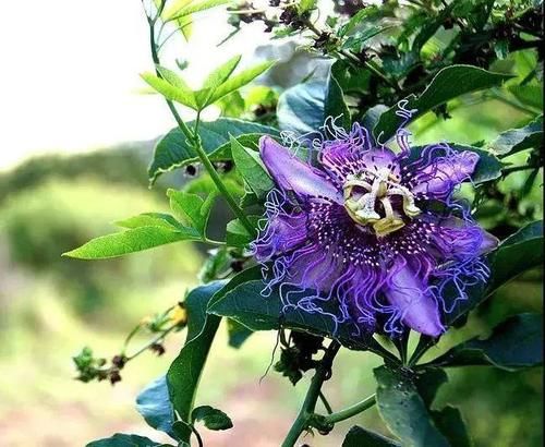  『时钟花』小清新的百香果，开花原来是个触手系