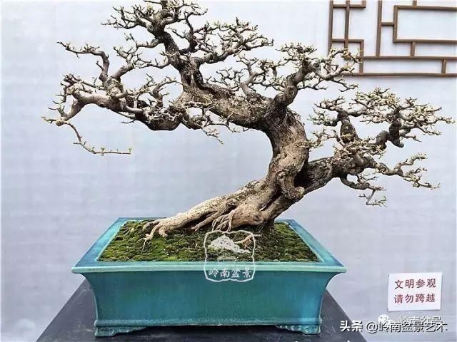  「作品」有年功的盆景，品相好，价值高！