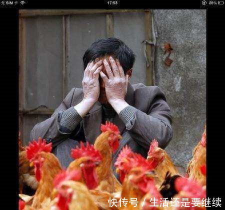 养鸡户真撑不住了，开始甩鸡，甩蛋！产蛋期蛋鸡直接送屠宰场