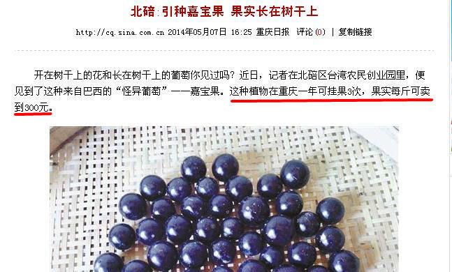  『营养』一年四季都可开花结果的神奇果树，果实营养丰富，贵到没朋友
