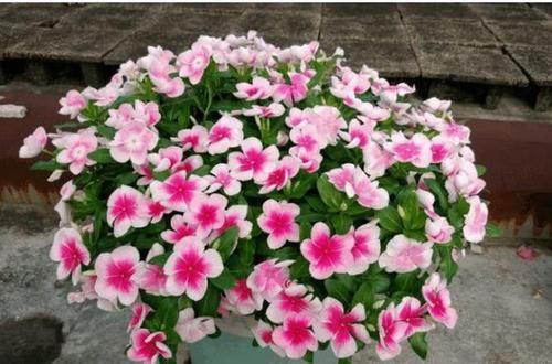  『花期』春季最火的“3种花”，好养又漂亮，花期长、花量大，阳台变花海
