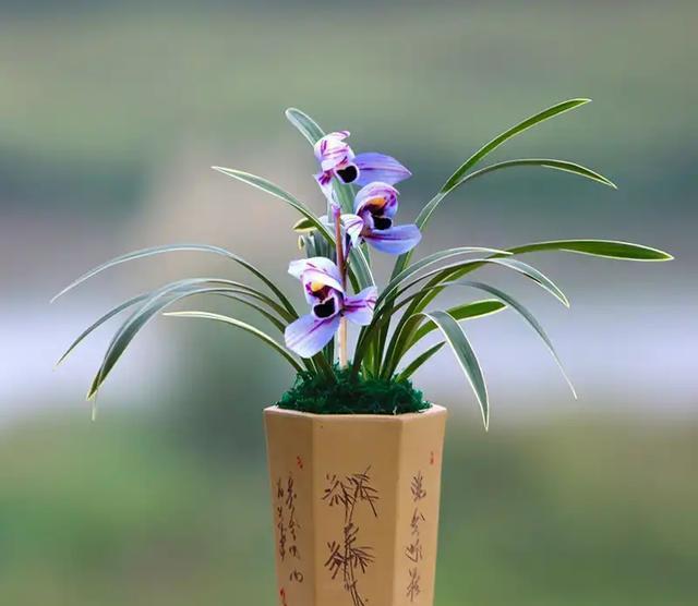 极致:这款兰花妖媚多姿,花姿婉约高雅,花朵冷艳动人,是养兰收藏首选