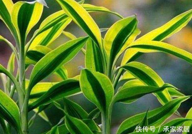 「佛系」客厅养花别“佛系”,3种花最合适,“聚财养人”好寓意,上档次