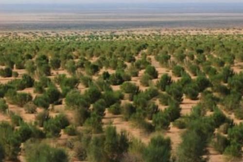  「噱头」马云的蚂蚁森林真改善了生态，还是商业噱头？梭梭树揭