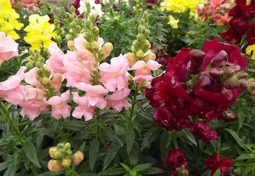  [室内]此花花量大，开花成序状，花色丰富多样，可以室内盆栽养护