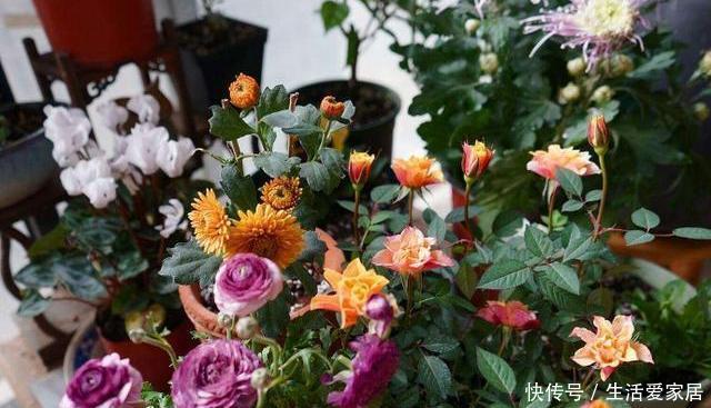 瞬间■封闭阳台养花难?错!注意3个“小细节”,阳台瞬间变花园