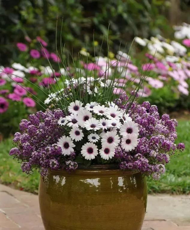 南非■阳台养盆健康花,就选南非万寿菊,一盆花的颜值,撑起一个花园