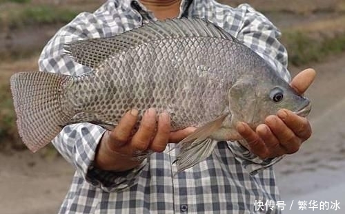  [中国]中国沙漠种树，以色列沙漠建鱼塘，年产1700吨，吃不完还