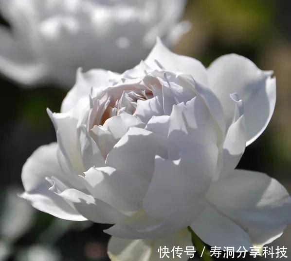  「品种」梦幻悠长，无法抗拒，月季的那抹蓝紫色美得清凉又高级！