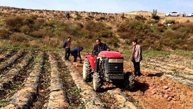  「红薯」5万斤红薯全部收获，却堆在家里卖不掉，老农：这可咋办