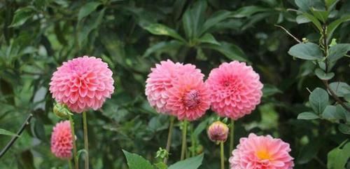  「花径」开花最大的花，花径比人脸还要大，花色绚丽多彩，美让你窒息