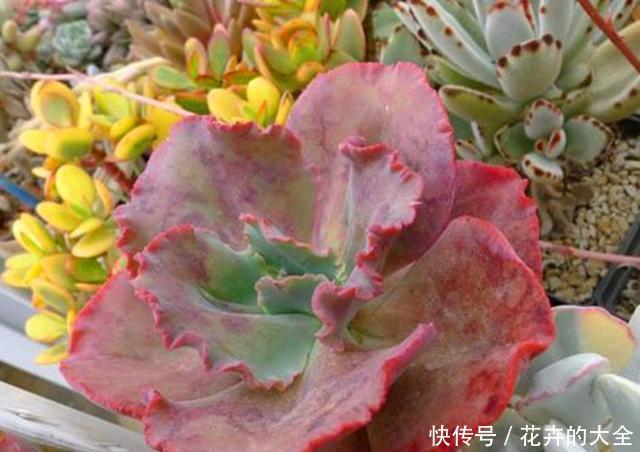 『包菜类』迷人的多肉舞会红裙,养护注意关键5点,红边明显,光彩照人