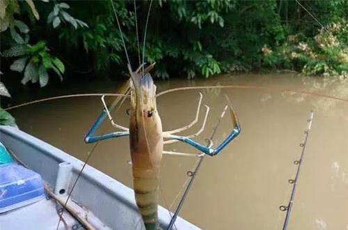  「至少」湄公河大虾一只至少一斤，泛滥成灾后，为何中国吃货说不敢吃？