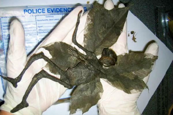 全世界最愚蠢的6个奇葩骗局，尽管都很不靠谱，但还是有人相信！