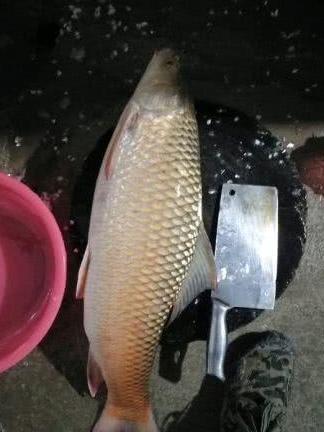 珠江夜钓，钓起70公分“红尾草鱼”，这是什么怪鱼？