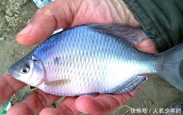  『喜欢』曾经无人问津的鳑鲏鱼，为何摇身一变成为水族馆里的“精灵”？