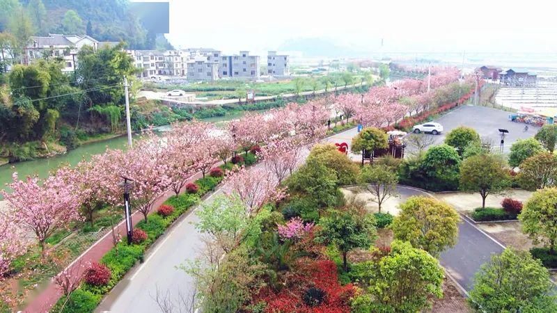  『樱花』赏花季 | 春色满园关不住，十里樱花别样红～约吗？