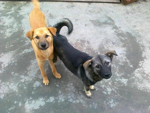  「有人」有人专门到农村收5年以上的老狗，80元一只，收来做啥？