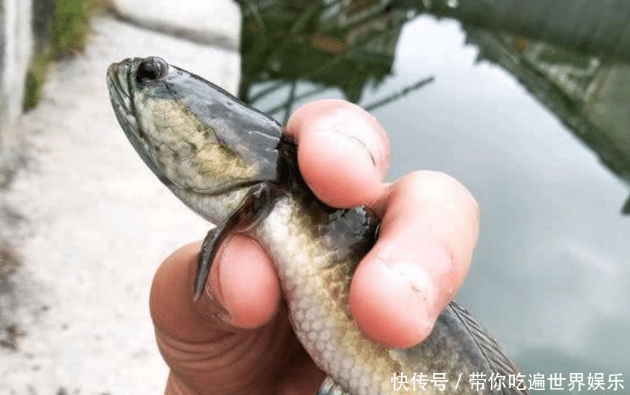 蛇头鱼入侵广东多地出现“蛇头鱼”，专家因水质变好才出现