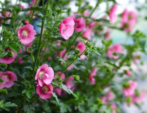  『芳香』艳丽的4款花，花繁叶茂，芳香四溢，养在阳台春意盎然，美不胜收