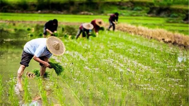  调整■2020年农业补贴将重新调整，这些农民能看看你有没有？