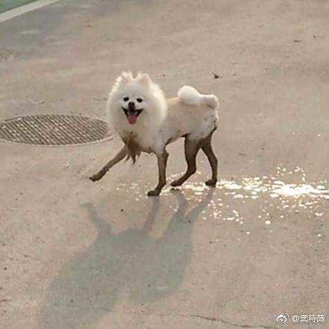 狗狗黑丝袜美腿 泥巴里滚了一圈突然有性感大长腿了