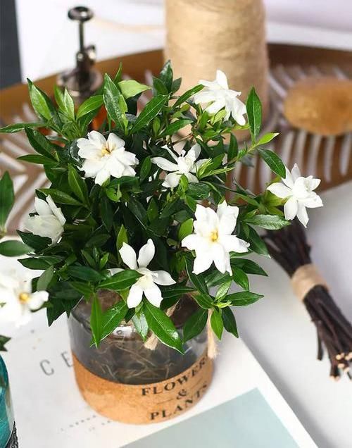  『水里』生活中的小药片，碾碎了丢在水里，用药片水浇花，不黄叶不烂根