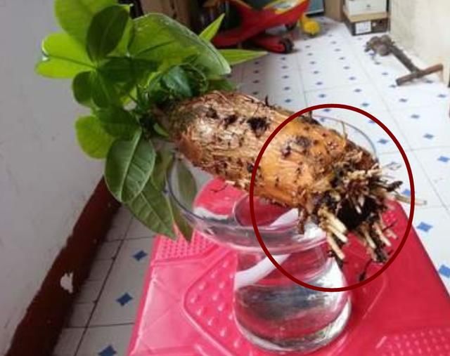 发财树，寓意好，但是总爱烂根，大家跟我学，一定养得绿油油