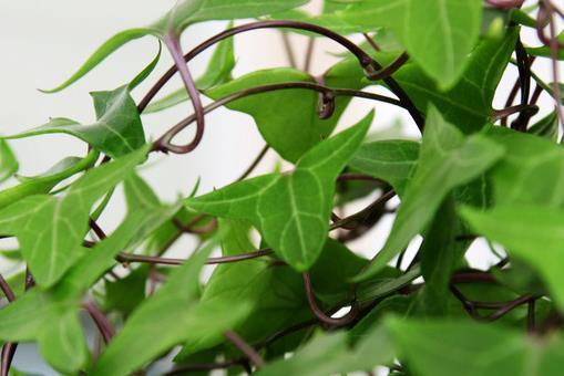 邪气@这三种绿植耐阴“去邪气”，卫生间摆上一盆，清新又舒适