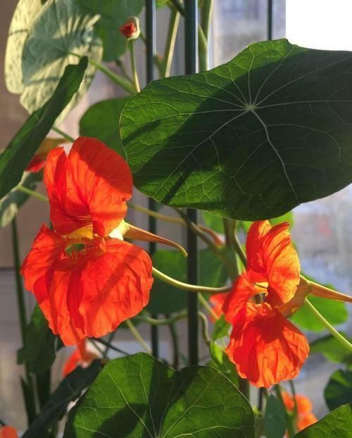 【旱金莲】适合挂在空中养的5种植物,半个月浇一次水,开的花跟大花球一样