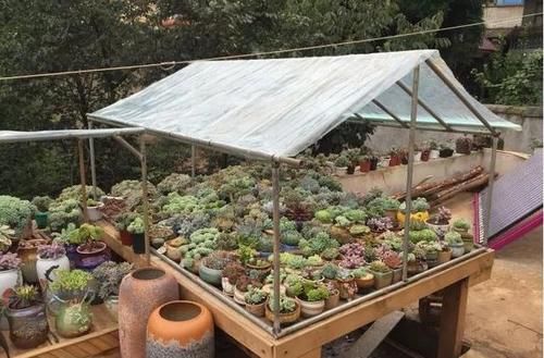  露养■多肉露养好时节：扔外面，1个月没管，美得跟整容了一样！
