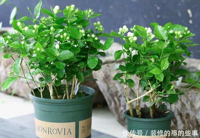 『盆土』茉莉花的嫩芽总是长出来就干枯?盆土板结导致闷根,打透气孔发根