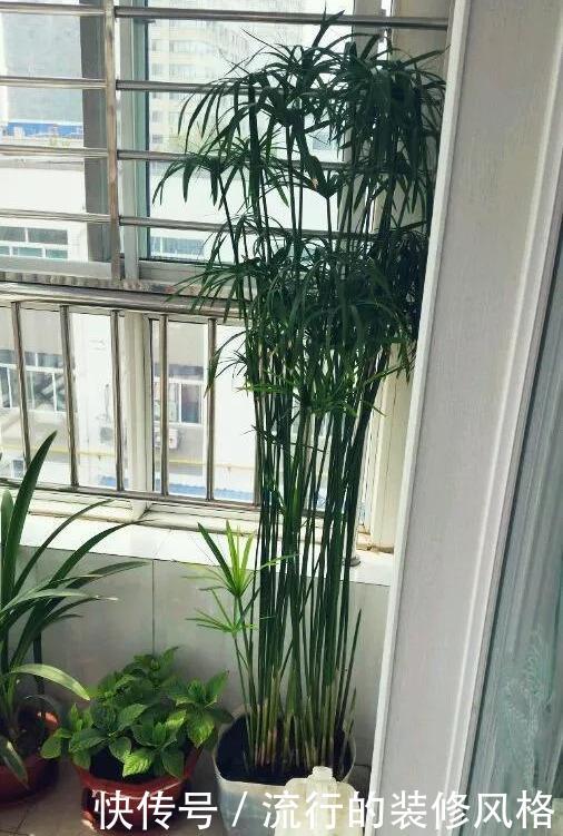 铜钱草:这3种花天天浇水也淹不死,新手养上3周就长满一盆了!