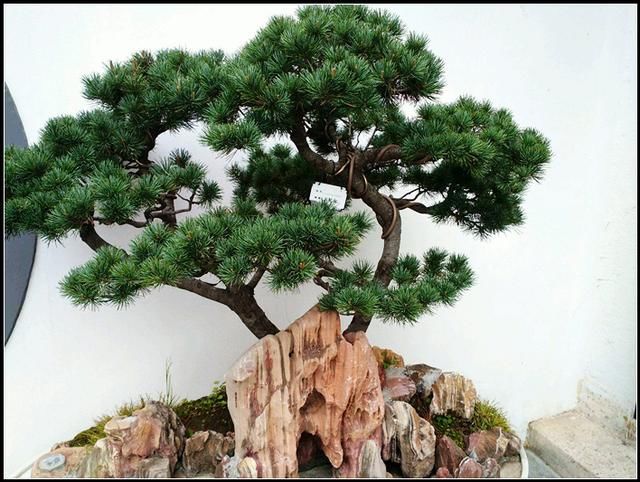 农民用来当柴烧，盆栽挺漂亮，我见到挖一棵做盆景