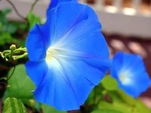  【毒性】13种最常见的有毒花儿，花友们都应当知道