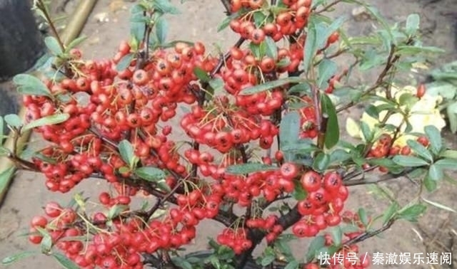  「养护」山谷下的“果树”叫“红子刺”，每棵有200个果实，很漂亮