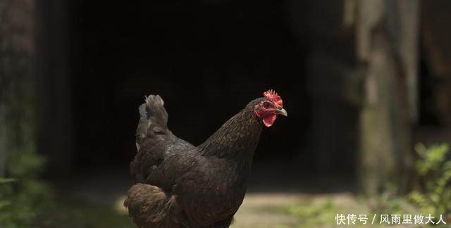现在土鸡为什么不受城里人的欢迎了，老农的一番话，让人汗颜！