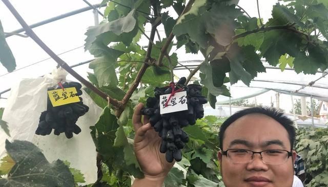 『果树』花卉市场中，遇到这种花和果树，要买2株带回家，结果好吃开花香